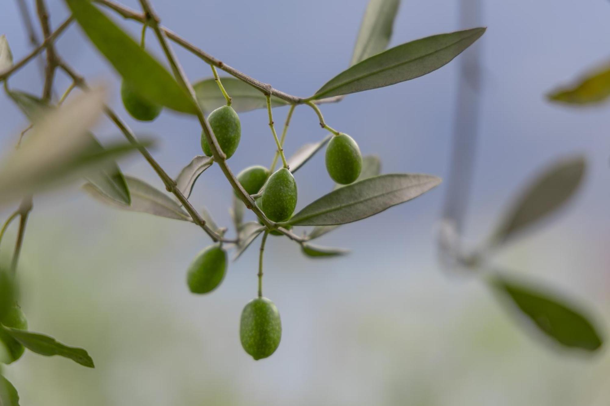 Llac Living Nature Hotel Limone sul Garda Zewnętrze zdjęcie